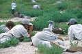 Avec les fous à pieds bleus - île de North Seymour - Galapagos Ref:36393